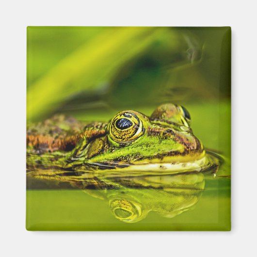 water frog マグネット (正面)