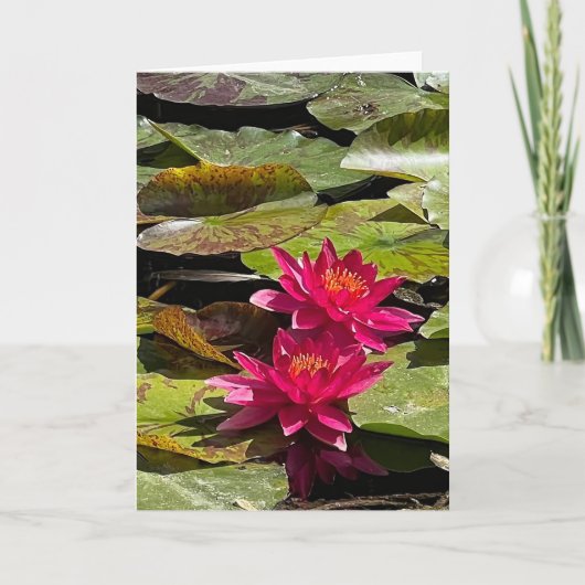 Water Lilies Blank Note Card サンキューカード (正面)