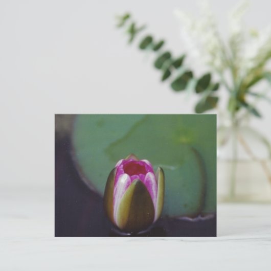 Water Lily – はがき (スタンド正面)