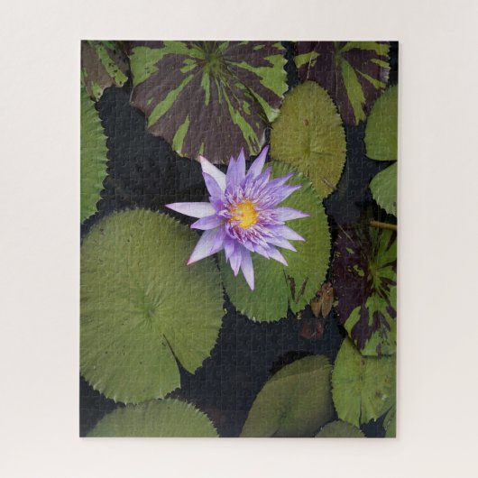 Water Lily ジグソーパズル (縦)