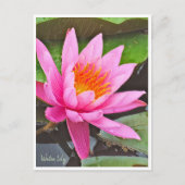 Water Lily ポストカード (正面)