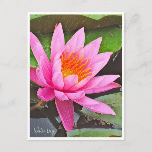 Water Lily ポストカード (正面)