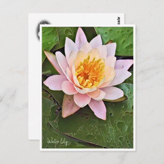 Water Lily ポストカード (正面/裏面)