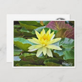 Water Lily ポストカード (正面/裏面)