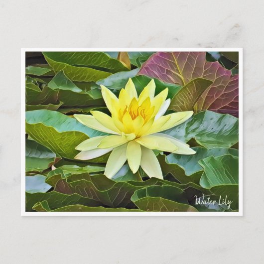 Water Lily ポストカード (正面)