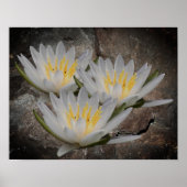 Water Lily Lotus Flower On Stone ポスター (正面)