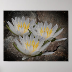 Water Lily Lotus Flower On Stone ポスター