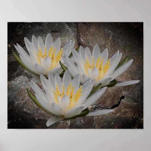 Water Lily Lotus Flower On Stone ポスター (正面)