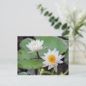 Water-Lily Pond [Postcard] ポストカード (スタンド正面)