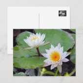 Water-Lily Pond [Postcard] ポストカード (正面/裏面)