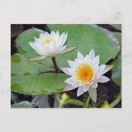 Water-Lily Pond [Postcard] ポストカード (正面)
