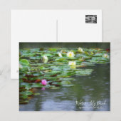 Water-Lily Pond :Postcard ポストカード (正面/裏面)