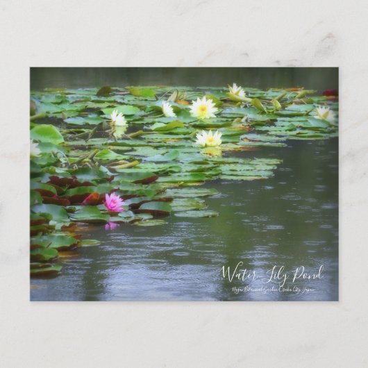 Water-Lily Pond :Postcard ポストカード (正面)