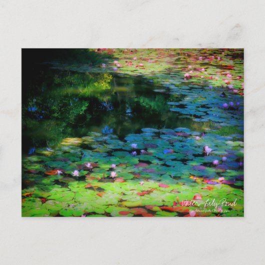 Water-Lily Pond :Postcard ポストカード (正面)