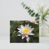 Water Lily Postcard ポストカード (スタンド正面)