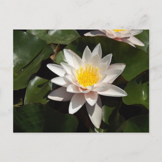 Water Lily Postcard ポストカード (正面)