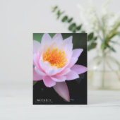 Water Lily :Postcard ポストカード (スタンド正面)