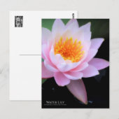 Water Lily :Postcard ポストカード (正面/裏面)