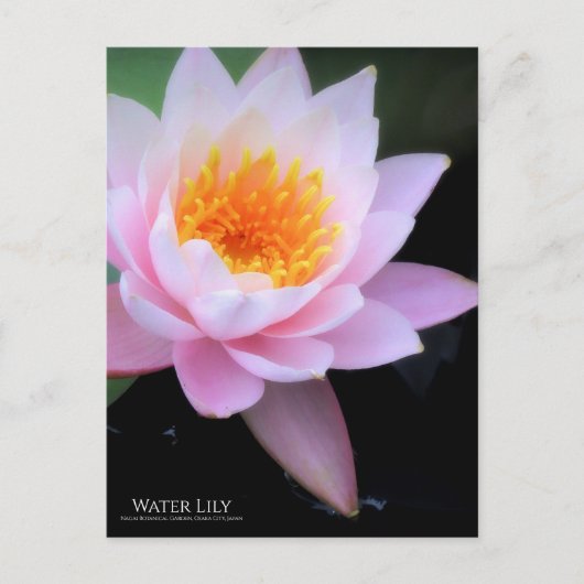 Water Lily :Postcard ポストカード (正面)