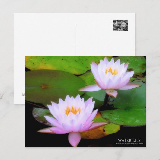 Water Lily ：Postcard ポストカード (正面/裏面)