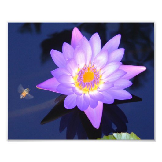 Water Lily with Bee 10" x 8"フォトプリント フォトプリント (正面)