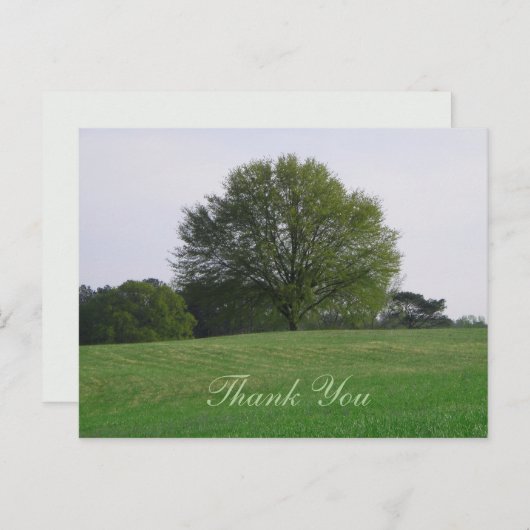 Water Oak Treeありがとうはがき ポストカード (正面/裏面)