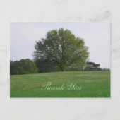 Water Oak Treeありがとうはがき ポストカード (正面)