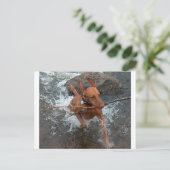Water.pngでのVizsla_fetching ポストカード (スタンド正面)