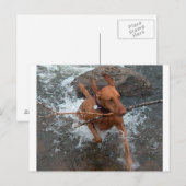 Water.pngでのVizsla_fetching ポストカード (正面/裏面)