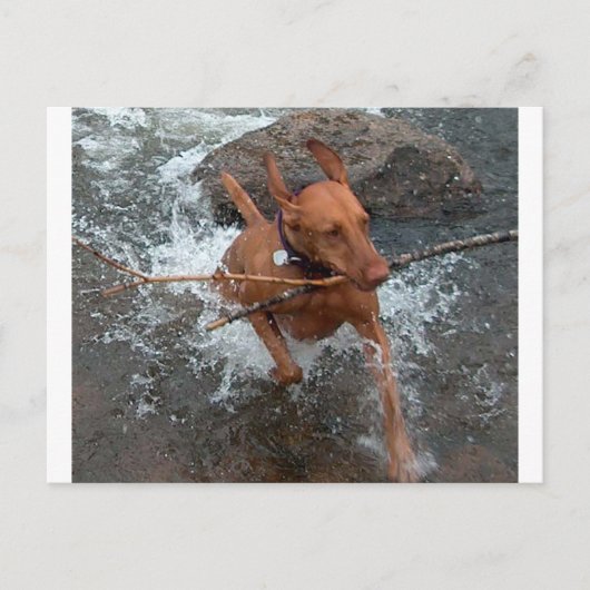 Water.pngでのVizsla_fetching ポストカード (正面)