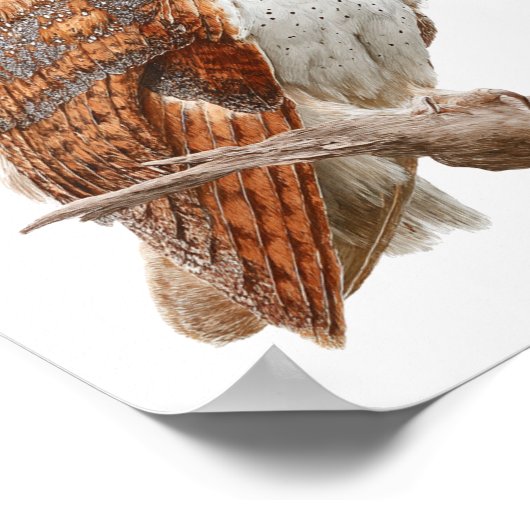 Watercolor Barn Owl Illustration Artwork ポスター (角)