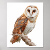 Watercolor Barn Owl Illustration Artwork ポスター (正面)