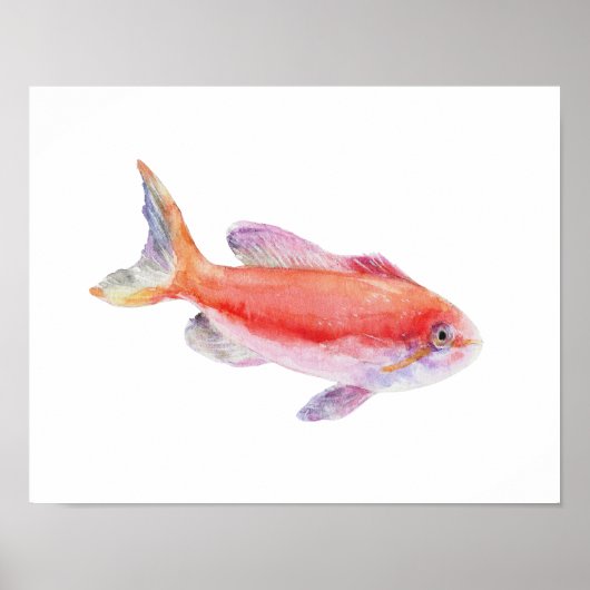 Watercolor Carberryi Anthias Fish Poster ポスター (正面)