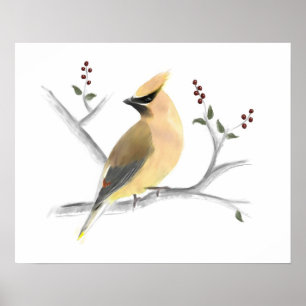 Watercolor Cedar Waxwing Poster Print ポスター