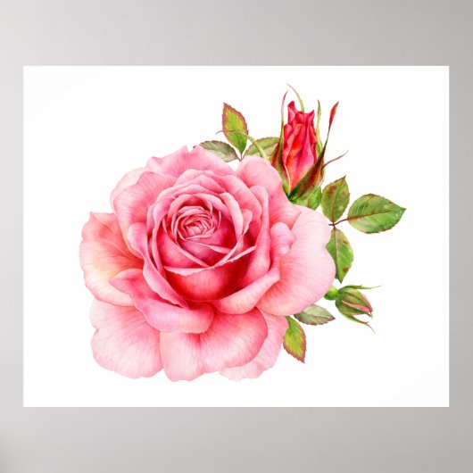 Watercolor illustration of a delicate pink rose wi ポスター (正面)