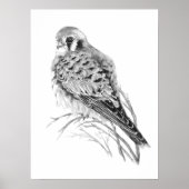 Watercolor Kestrel Sparrow Hawk Falcon Bird ポスター (正面)