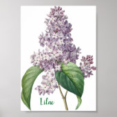 Watercolor Lavender Lilac Illustration ポスター (正面)