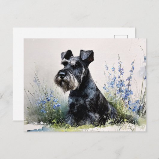 Watercolor Schnauzer ポストカード (正面/裏面)