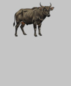 Watercolor Water Buffalo Illustration (襟)