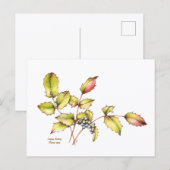 Watercolor wildflower barberry postcard ポストカード (正面/裏面)
