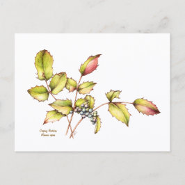Watercolor wildflower barberry postcard ポストカード