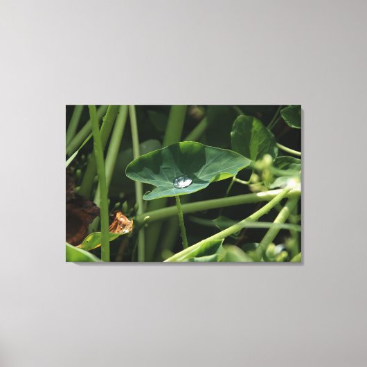 Waterdrop on Leaf Botanical Wall Art,自然写真 キャンバスプリント (正面)