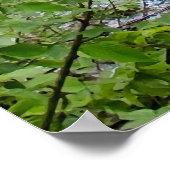 Waterfall cascade of Plitvice lakes park ポスター (角)