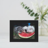 watermellonをeattingモルモット ポストカード (スタンド正面)