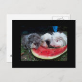 watermellonをeattingモルモット ポストカード (正面/裏面)