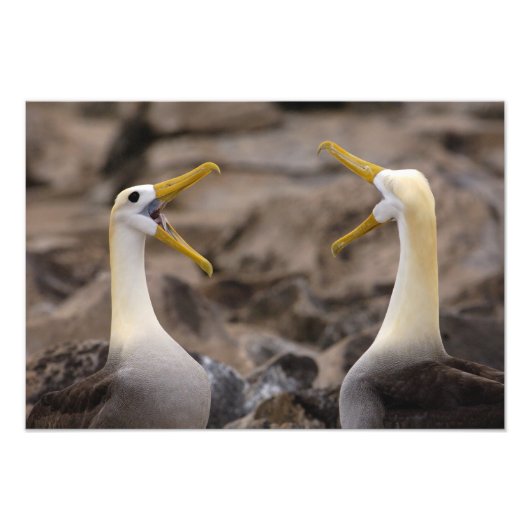 Waved albatross Phoebastria irrorata)ペア フォトプリント (正面)