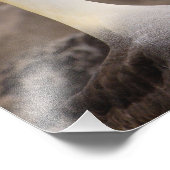 Waved albatross Phoebastria irrorata)ペア フォトプリント (角)