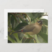 Waxing with Berry ポストカード (正面/裏面)