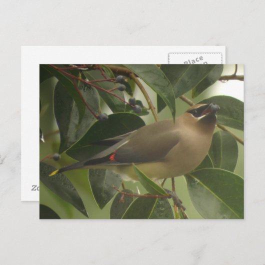 Waxing with Berry ポストカード (正面/裏面)