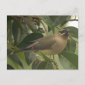 Waxing with Berry ポストカード (正面)